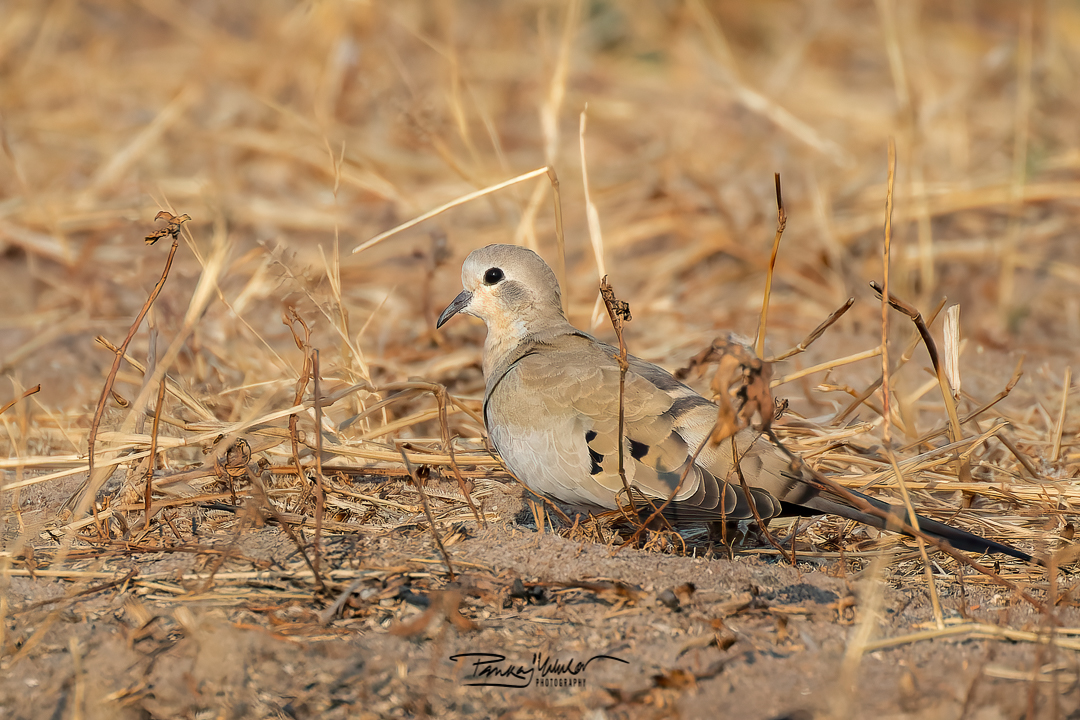 Namaqua Dove